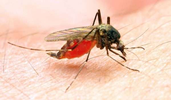 مرض الملاريا Malaria