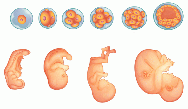 رحلة الجنين أثناء الحمل و مراحل تطوره داخل الرحم