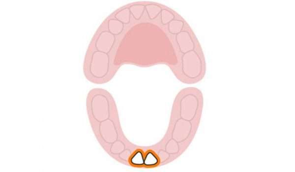 الأسنان اللبنية السفلية