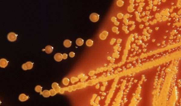 مضاد حيوي جديد يستطيع التغلب على البكتيريا المقاومة للمضادات