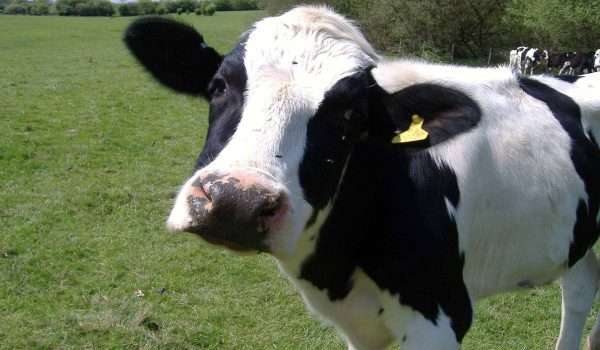 الأبقار .. قد تكون الأمل الجديد لعلاج مرض الايدز !