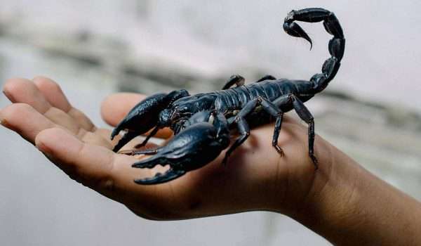 لدغة العقرب Scorpion sting