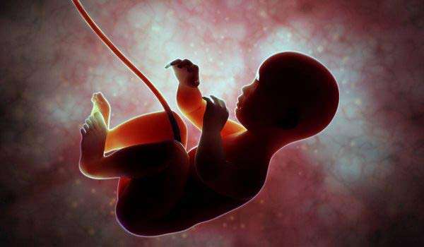 مراحل نمو الجنين خطوة بخطوة