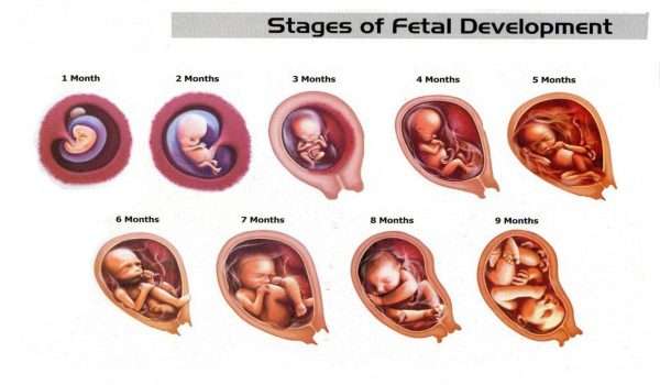 شكل وحجم الرحم أثناء الحمل