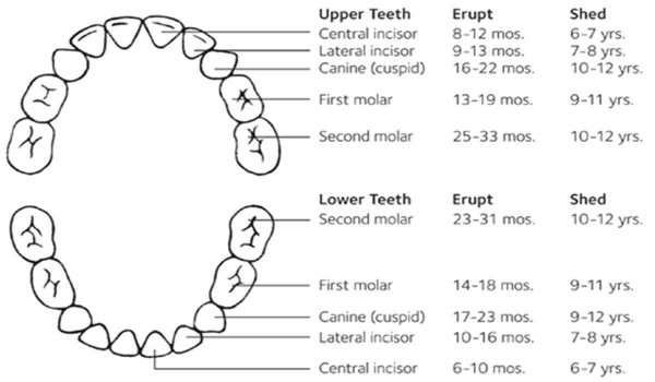 ظهور الأسنان اللبنية