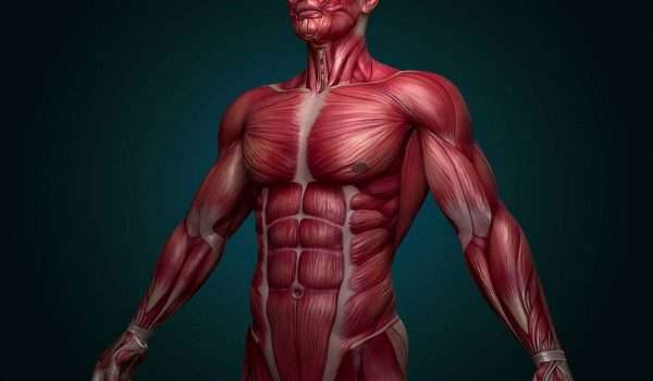 الجهاز العضلي