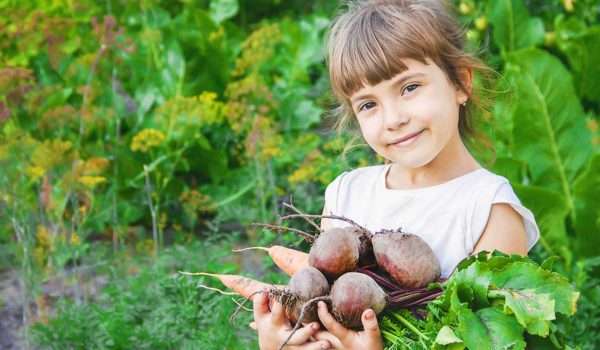فوائد البنجر للاطفال .. الشمندر من الخضروات الجذرية المغذية
