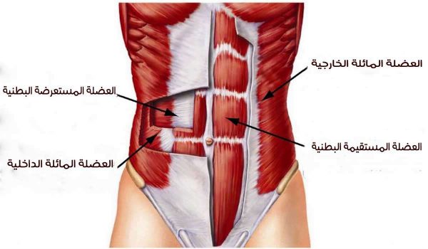 عضلات البطن