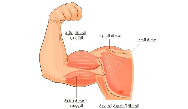 تمارين عضلات اليد وتكوين العضلات