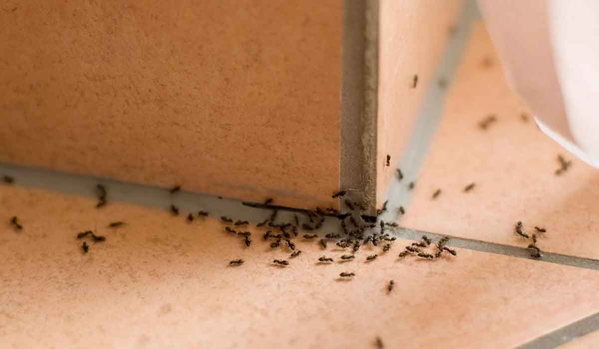 9 نصائح تمكنك من مكافحة حشرات المنزل التي تهاجمك