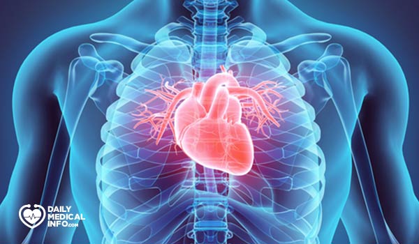 أين يقع القلب في الجسم وما هو حجمه؟