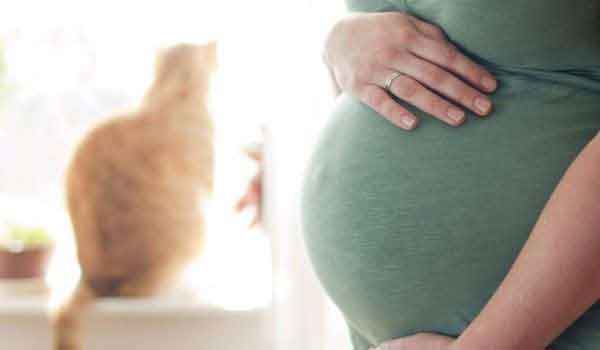 تحليل داء القطط للحامل