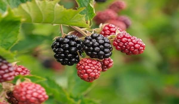 فوائد توت العليق وورقه للنساء خاصة الحامل leaves of raspberry and black berry - كل يوم معلومة طبية 