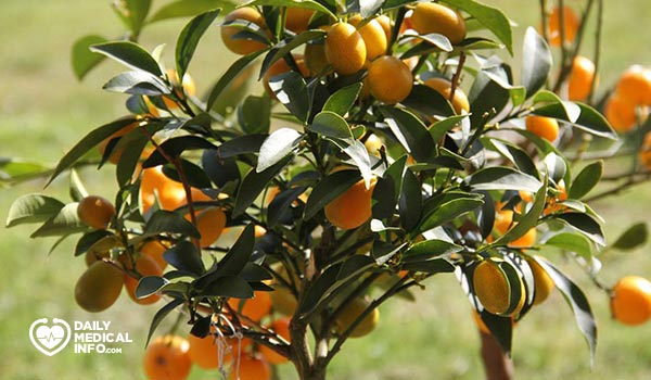 شجرة البرتقال الملكي الكمكوات