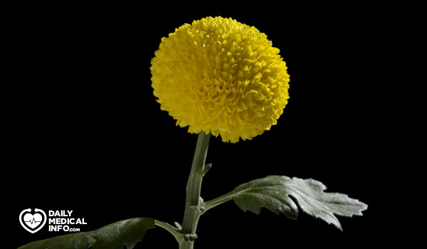 الأقحوان زهرة الذهب Chrysanthemum
