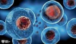 ما هي الخلايا الجذعية؟ وما هي أنواعها ووظائفها؟