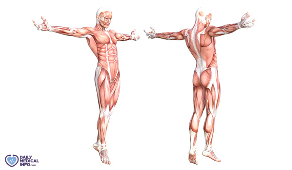 أنواع العضلات الهيكلية