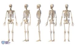 كم عدد العظام في جسم الانسان؟