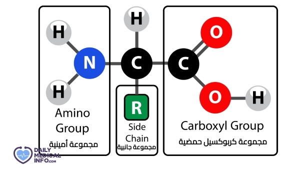التركيبة الكيميائية - الأحماض الأمينية