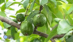 ما هي فوائد ورق الجوافة للكحة والصدر؟