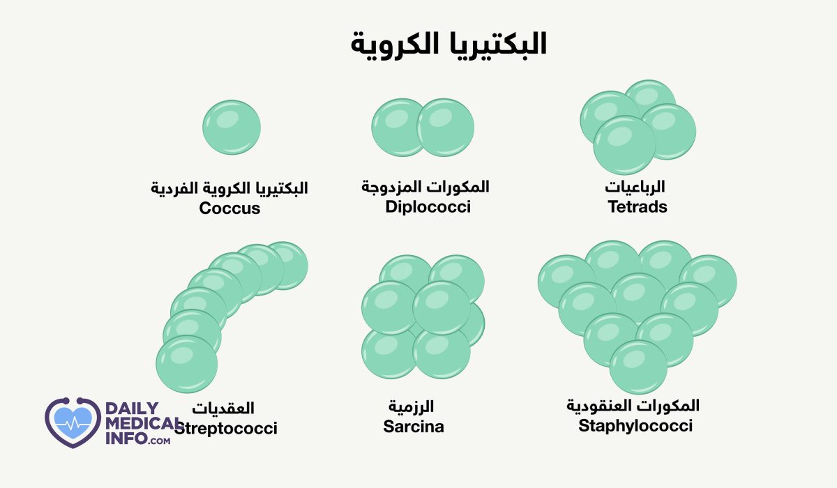 البكتيريا الكروية تحت المجهر: استكشاف عالم الميكروبات