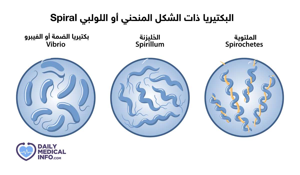 ثالثا: البكتيريا الحلزونية Spiral